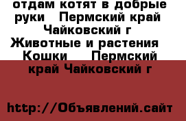 отдам котят в добрые руки - Пермский край, Чайковский г. Животные и растения » Кошки   . Пермский край,Чайковский г.